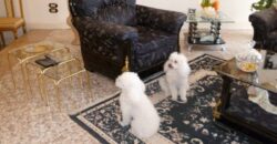 Отличная меблированная вилла