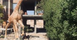 JUNGLE HURGHADA COMPOUND AREA OF MAGAWISH!