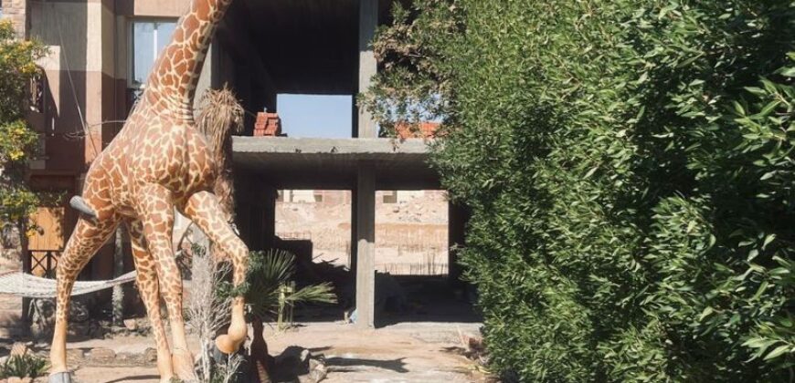 JUNGLE HURGHADA COMPOUND AREA OF MAGAWISH!